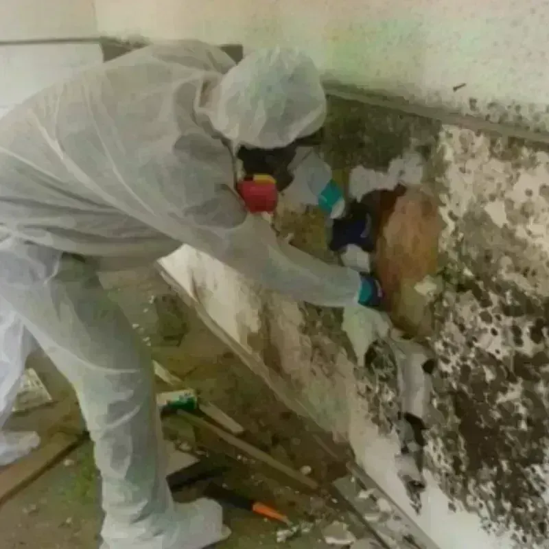 Mold Remediation and Removal in Moraga, CA